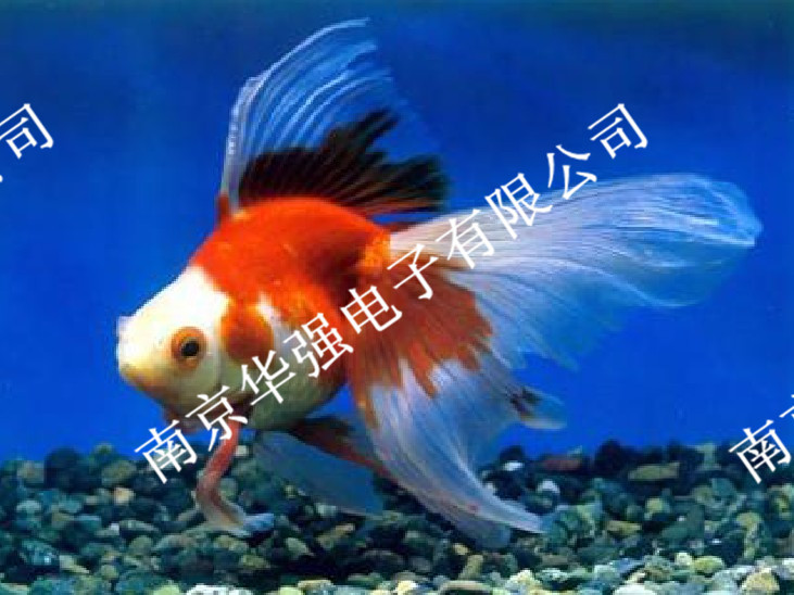 水族藍(lán)燈管