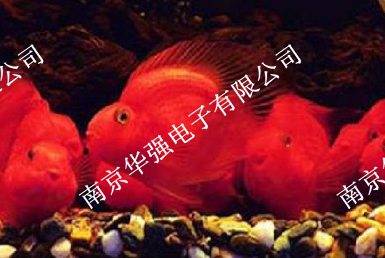 水族紅燈管